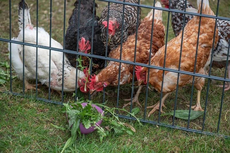 Domestic chickens (Gallus gallus domesticus) pecking dandelions through a grid, North Rhine-Westphalia, Germany, Europe