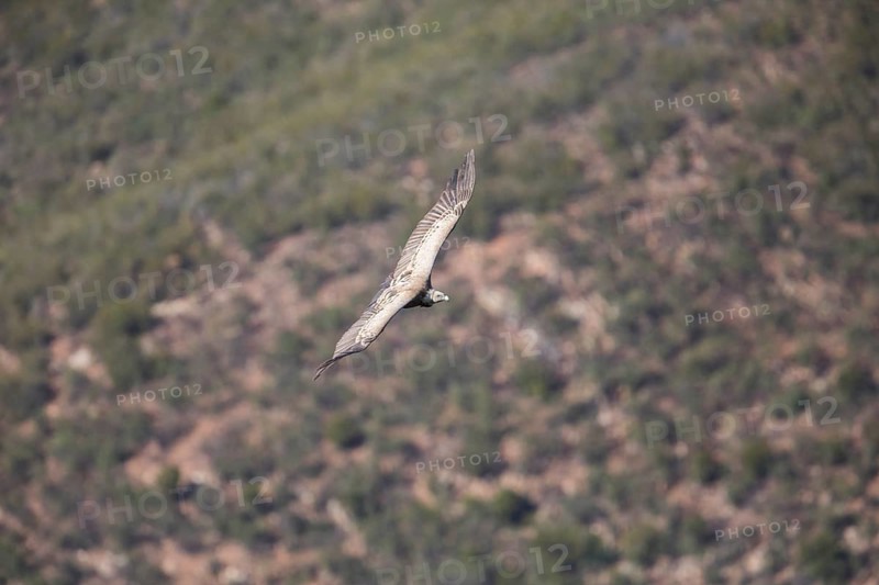 Griffon vulture (Gyps fulvus), Monfragüe National Park, Extremadura, Castilla La Mancha, Spain, Europe