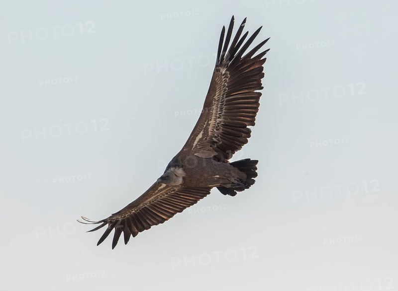 Griffon vulture (Gyps fulvus), Monfragüe National Park, Extremadura, Castilla La Mancha, Spain, Europe