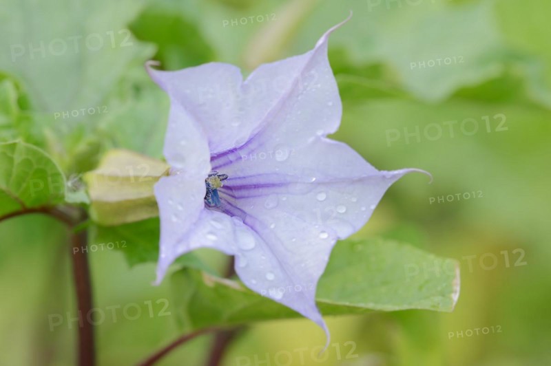 Devil's trumpet (Datura metel), flower, native to Asia