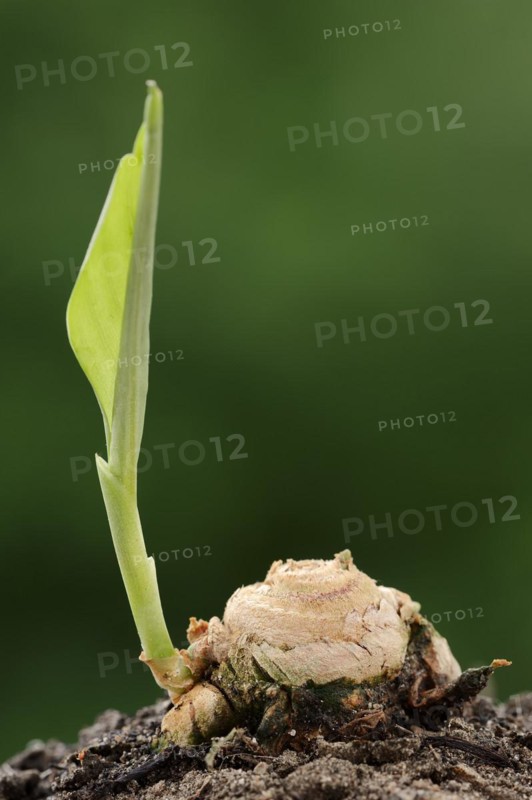 Turmeric or turmeric (Curcuma longa), rhizome and leaf shoot, spice and medicinal plant, North Rhine-Westphalia, Germany, Europe