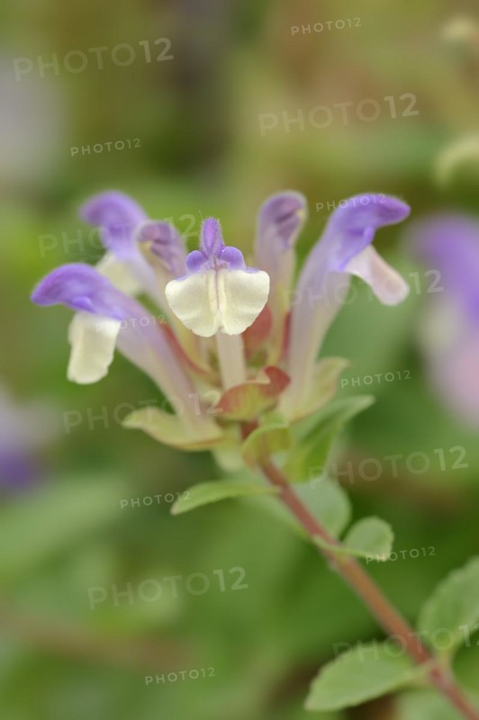 Alpine skullcap (Scutellaria alpina), flowers, Switzerland, Europe