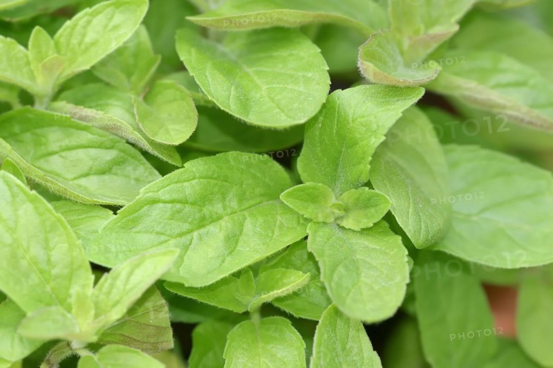Sweet lemon mint or sweet lime mint Hillary's sweet lemon (Mentha spec.), leaves, herb plant, North Rhine-Westphalia, Germany, Europe