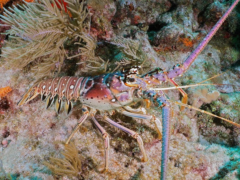 A colourful Caribbean spiny crayfish (Panulirus argus) between corals on the seabed. Dive site John Pennekamp Coral Reef State Park, Key Largo, Florida Keys, Florida, USA, North America