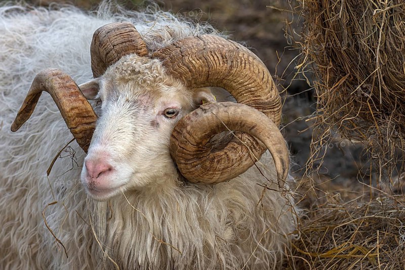 Portrait of a male moorland snook with horn (Ovis aries), Rehna, Mecklenburg-Western Pomerania, Germany, Europe