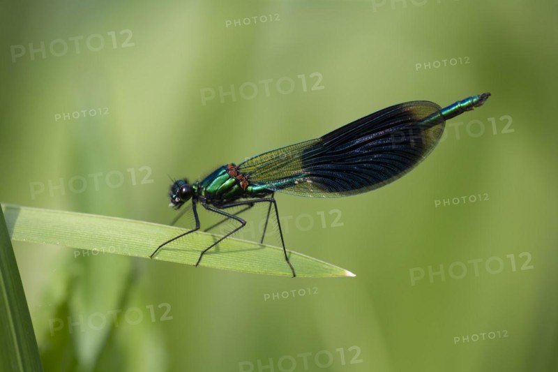 Banded demoiselle (Calopteryx splendens) male damselfly resting on plant leaf, Suffolk, England, United Kingdom, Europe