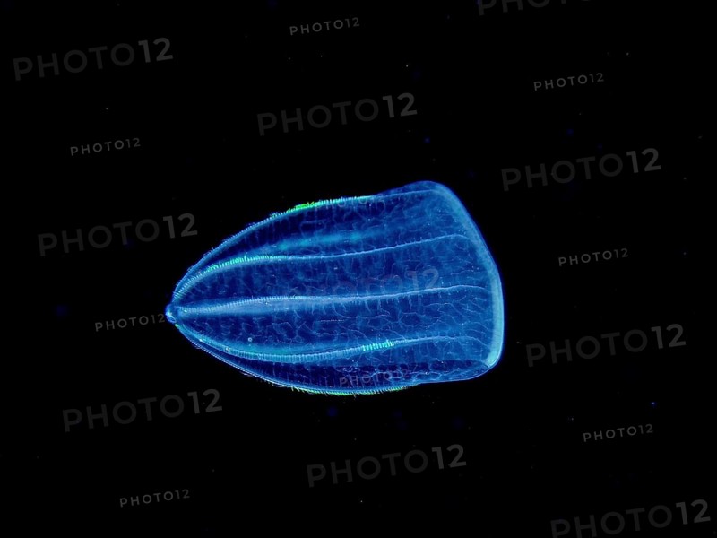 A luminous jellyfish, Mediterranean melon jellyfish (Beroe ovata), floats in the dark, deep ocean water. Dive site, Riviera Beach, Florida, USA, North America