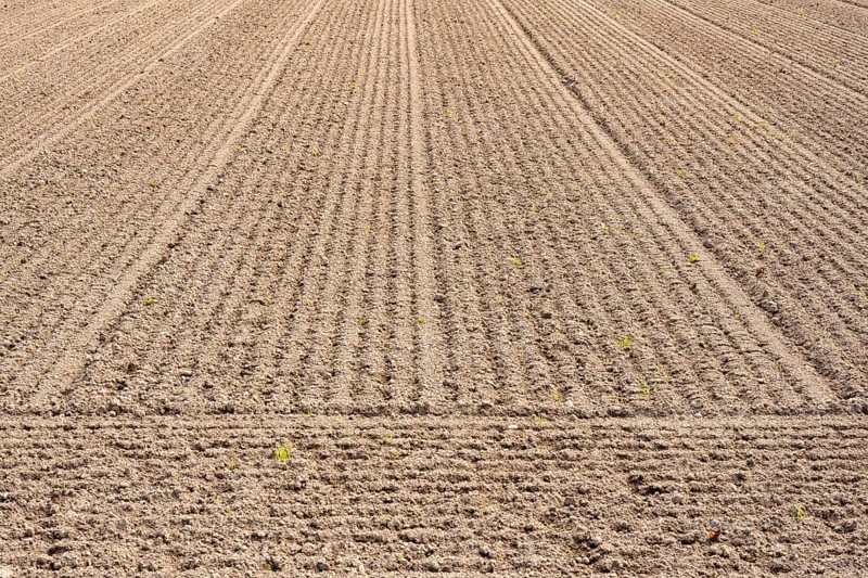 Cultivated soil, prepared, sown vegetable field, Hegau, Baden-Württemberg, Germany, Europe