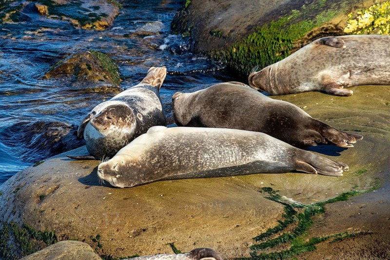 Harbor seals, phoca vitulina vitulina. Group of seals resting on a rock by the sea. Forillon national park. Province of Quebec. Canada