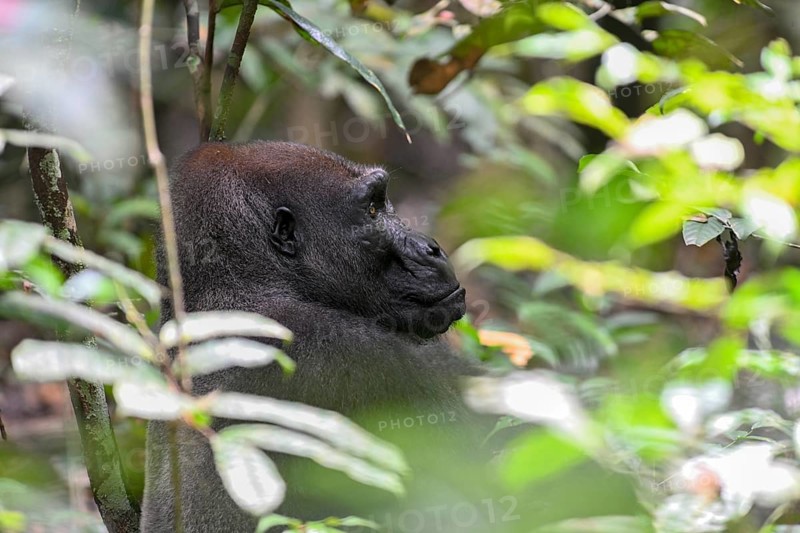 Western lowland gorilla (Gorilla gorilla gorilla), male animal, silverback, Loango National Park, Parc National de Loango, Ogooué-Maritime Province, Gabon, Africa