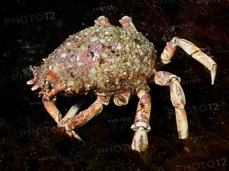 A spider crab (Maja squinado) crawls across the ocean floor, covered in algae. Dive site Maharees Islands, Castlegregory, Co. Kerry, Irish Sea, North Atlantic, Ireland, Europe