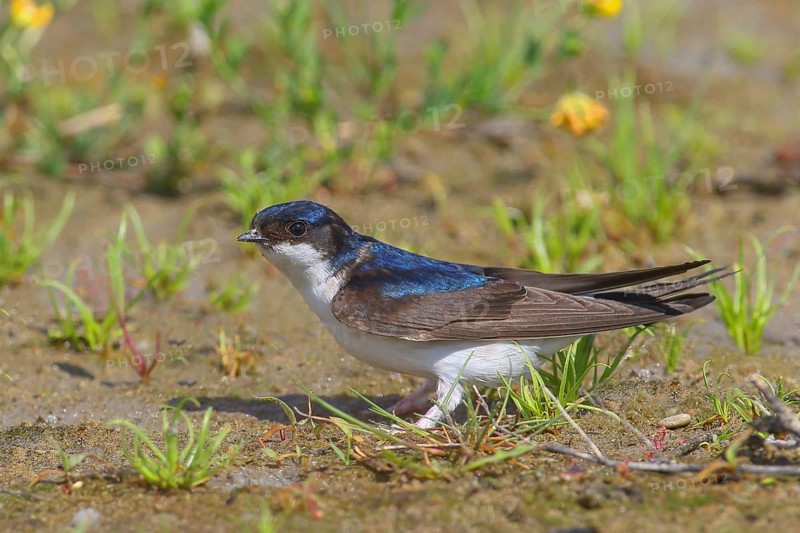 Common house martin (Delichon urbicum), stands on the ground to collect nesting material, wildlife, migratory bird, songbirds, animals, birds, swallows, Ziggsee, Lake Neusiedl, Burgenland, Austria, Europe