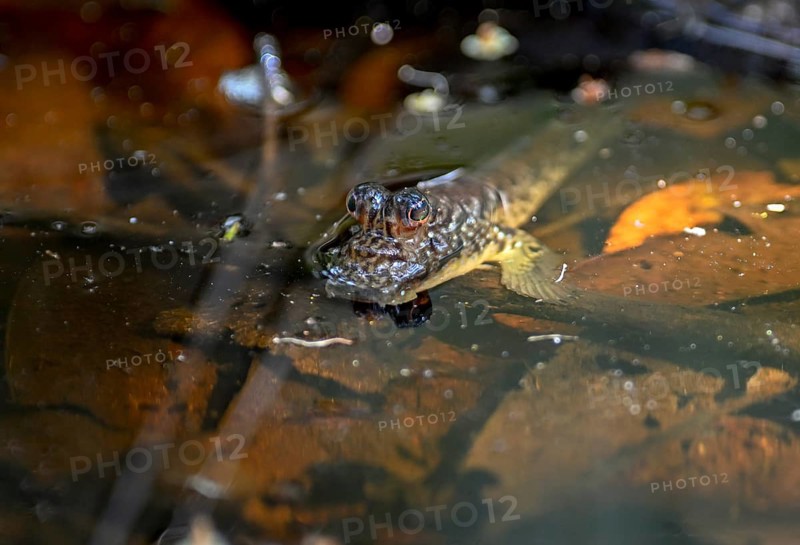 Atlantic mudskipper (Periophthalmus barbarus), Loango National Park, Parc National de Loango, Ogooué-Maritime Province, Gabon, Africa