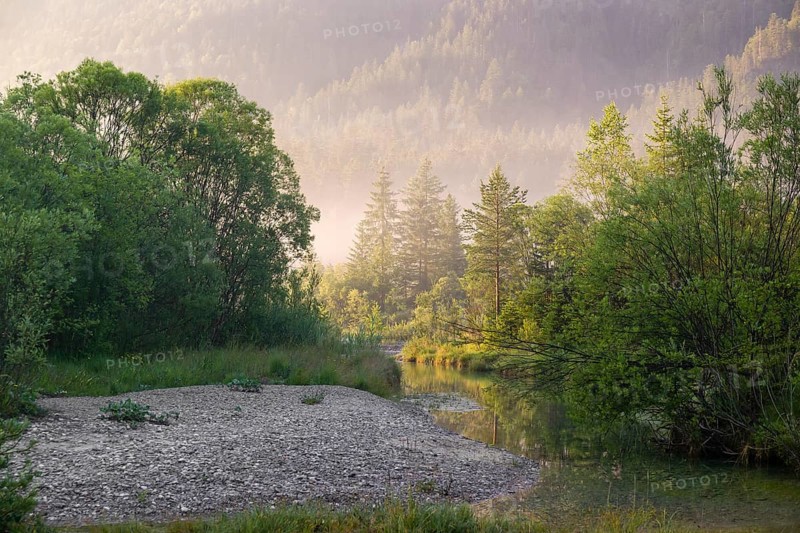 Isar valley nature conservancy area. The wild Isar river flows through its gravel bed past driftwood and entrained trees and bushes . Early morning
