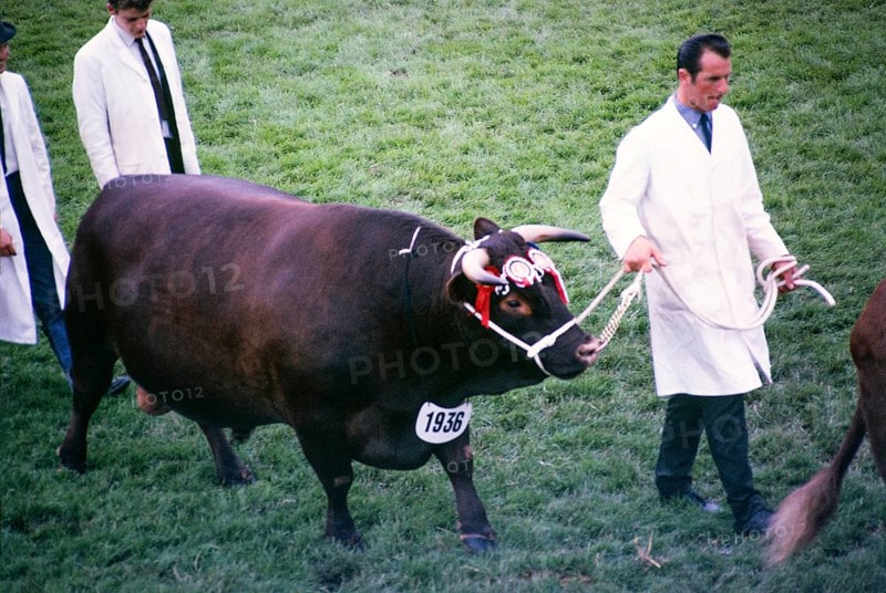 Royal Agricultural Society of England show, The Royal Show, Stoneleigh, Warwickshire, England, UK 1967 prize winning bull