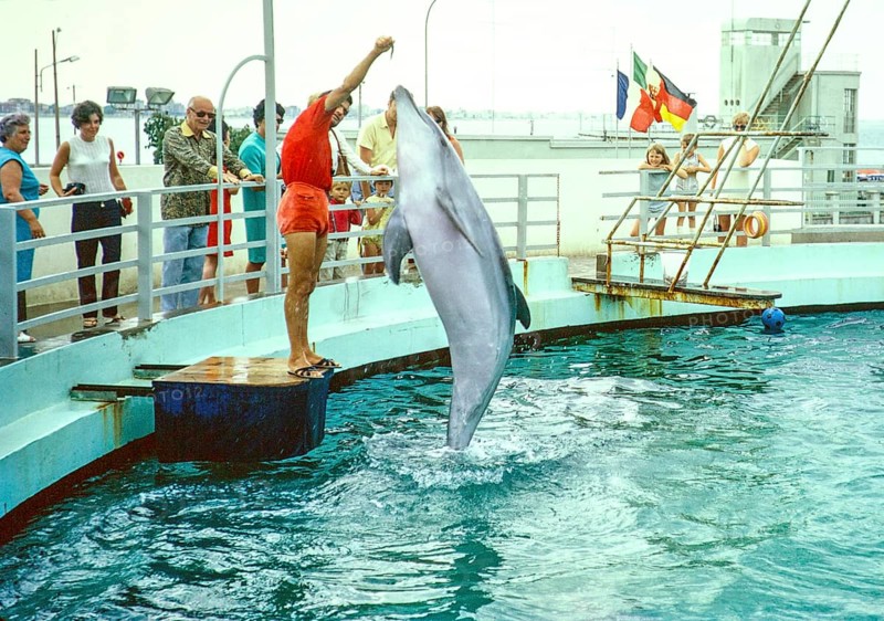 Dolphin show at the dolphinarium at the marina, Rimini, Adriatic coast, Emilia Romagna region, Italy 1969