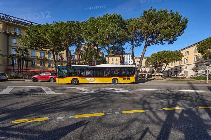 Bus stop Piazza Rezzonico, public bus, pine tree (Pinus pinea), trees, blue sky, street Riva Vincenzo Vela, Lugano, district Lugano, canton Ticino, Switzerland, Europe