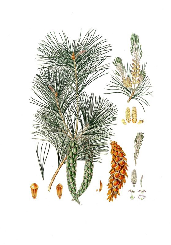 Strobe, Pinus strobus, also Weymouth pine, Weymouth pine, digitally improved reproduction of an original by Aylmer Bourke Lambert (1761 - 1842), English botanist, published around 1810