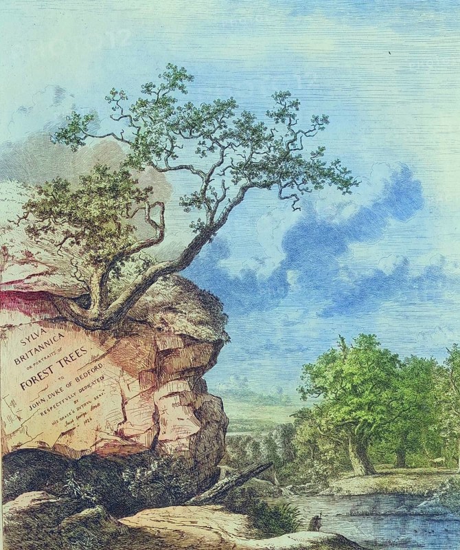 Famous old trees, cover picture of the book Sylva Britannica, Forest Trees, from 1826, England, Historical, digitally restored reproduction from a 19th century original, coloured, Record date not stated