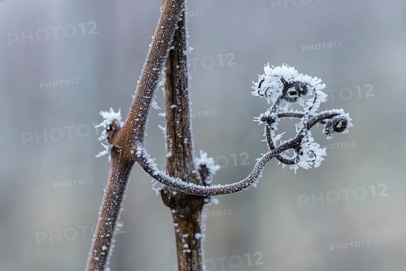 Frost-covered tendril of a vine expressing a wintry, abstract beauty, Reif, Rems Valley, Baden-Württemberg, Germany, Europe