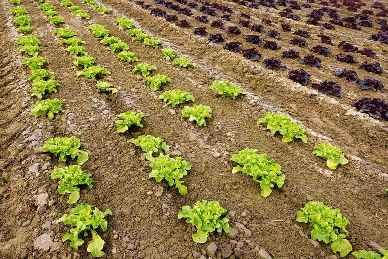 Welver, Soest district, Sauerland, North Rhine-Westphalia, Germany - Vegetable cultivation, lettuce plants grow in rows in the field, oak leaf lettuce (Lactus sativa var. crispa), also known as oak leaf lettuce or American plucking lettuce