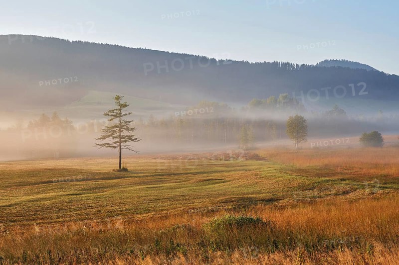 High moor in autumnal discolouration, Rothenthurm, Canton Schwyz, Switzerland, Europe