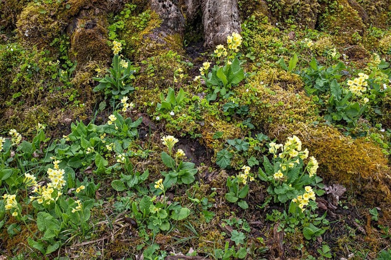 Spring cowslip (Primula veris), Großer Ahornboden, Karwendelgebirge, Tyrol, Austria, Europe