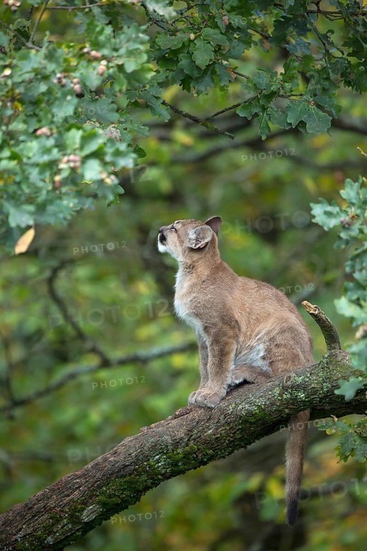 One young cougar, Puma concolor, sitting on a big branch high up in an oak tree