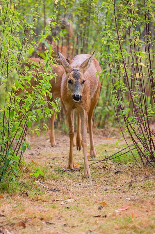 A female roe deer (Capreolus capreolus), runs through a nettle thicket