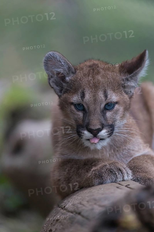 One cougar kitten, Puma concolor, resting on a log with some green vegetation in the background