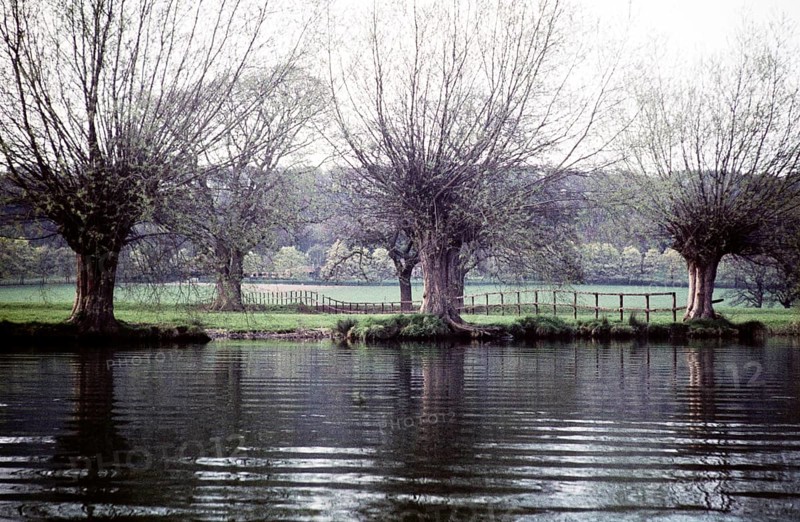 Fallen willow trees on the banks of the Thames, Pangourne, Berkshire, England, UK September 1959