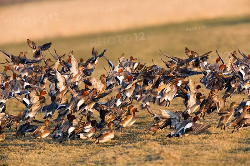 Eurasian Wigeon, (Mareca penelope) birds in flight taking of from a meadow, Texel, Holland