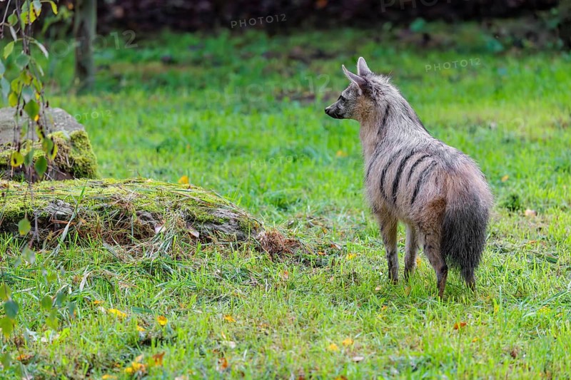 An aardwolf (Proteles cristatus) stands in a green meadow