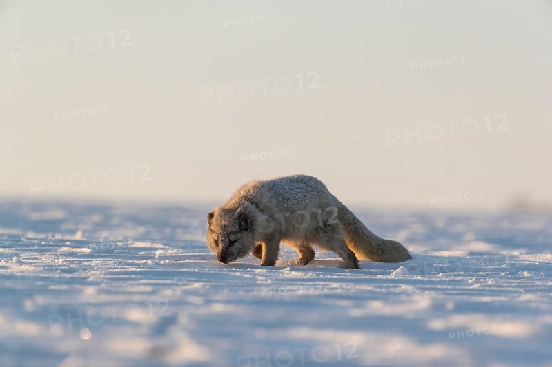 One arctic fox (Vulpes lagopus), (white fox, polar fox, or snow fox) running over a snow covered meadow in the first morning light at 17 degree Celsius below zero