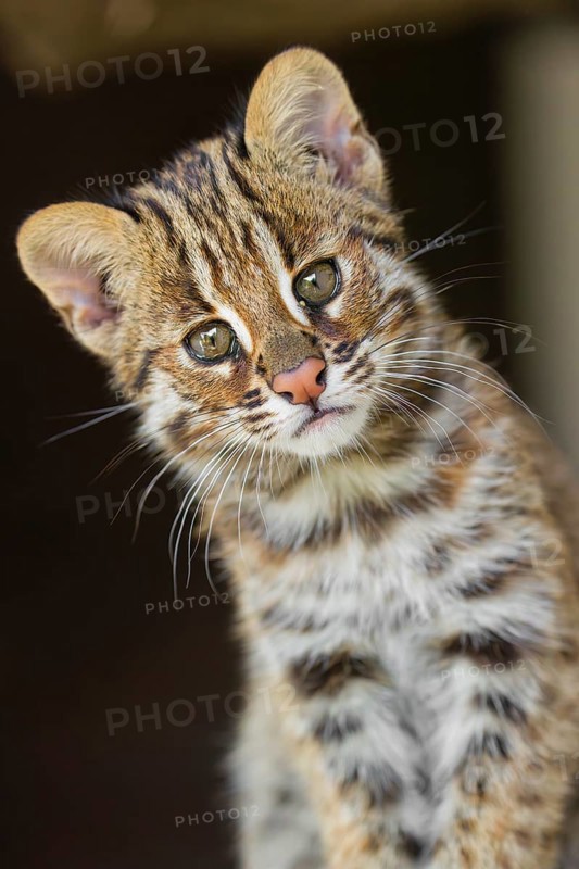 Portrait of a 3 month old Amur Leopard Cat, Prionailurus bengalensis euptilurus
