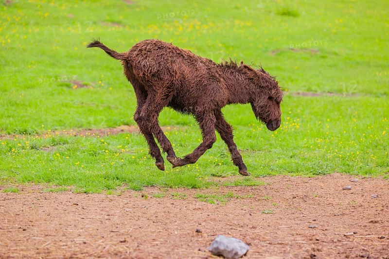 A mixed breed donkey foal runs across a green meadow