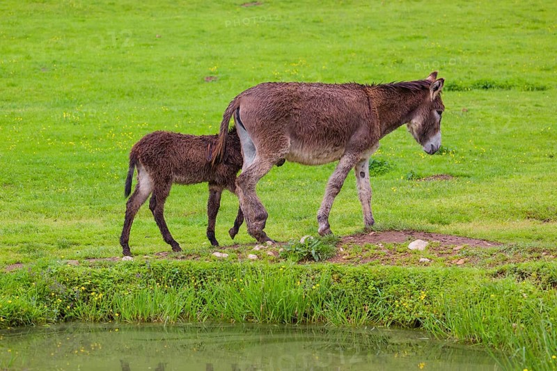 A mixed breed donkey foal and mare walk across a green meadow along a small pond