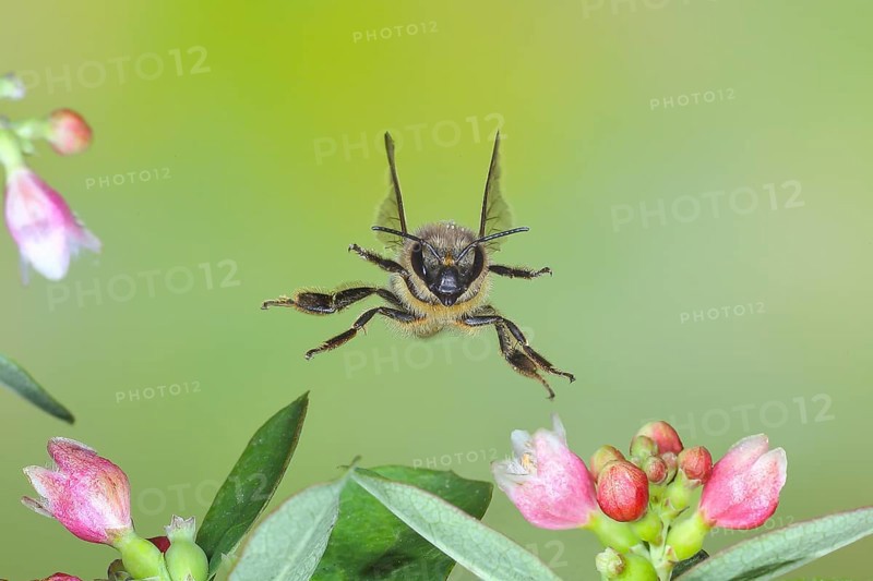 European honey bee (Apis mellifera) bee in flight, between the flowers of the common snowberry (Symphoricarpos albus), highspeed nature photo, flight photo, wildlife, insects, Siegerland, North Rhine-Westphalia, Germany, Europe