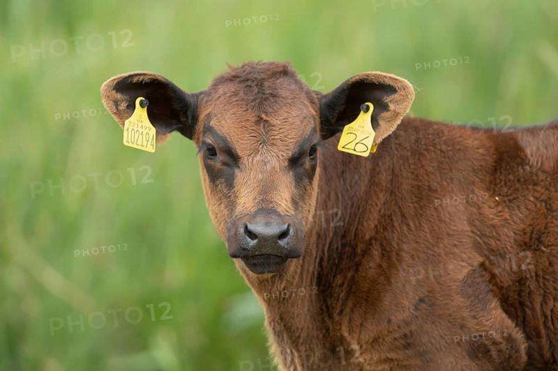 Domestic cattle or cow (Bos taurus) juvenile baby calf farm animal head portrait, England, United Kingdom, Europe