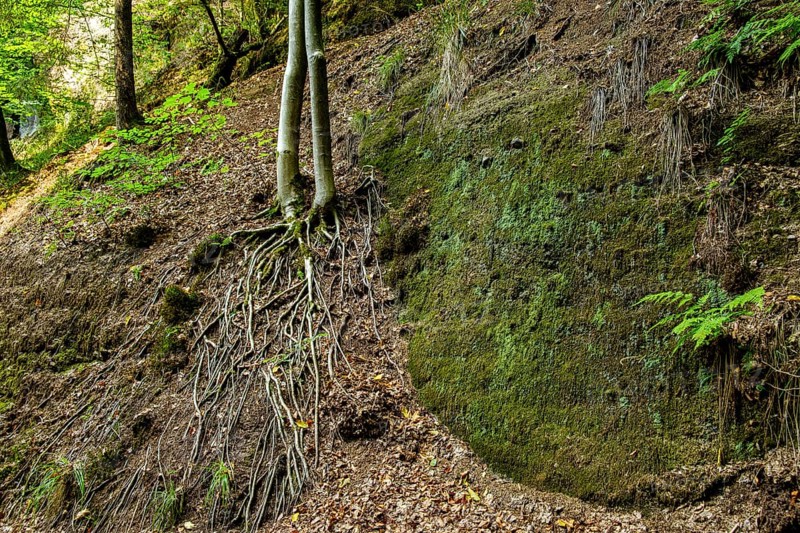Exposed roots of a tree in the Drachenschlucht, a gorge and geological natural monument and nature reserve in the Marienschlucht near Eisenach, Thuringia, Thuringia Forest, Germany, Europe