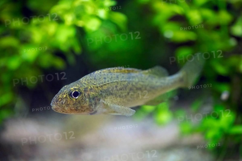 Eurasian ruffe, pope (Gymnocephalus cernua), freshwater fish swimming underwater, native to temperate regions of Europe and northern Asia