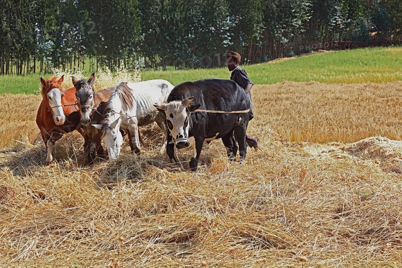 In the highlands of Abyssinia, in the Semien Mountains, Semien Mountains, field work, threshing grain with horses and cows, Ethiopia, Africa
