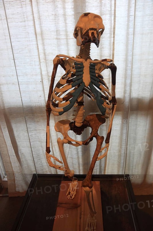 Addis Ababa, in the Ethnological Museum, illustration of Luci, Lucy refers to the partial skeleton of an individual of the species Australopithecus afarensis, Ethiopia, discovered in the Afar Triangle in 1974 and interpreted as female, Africa