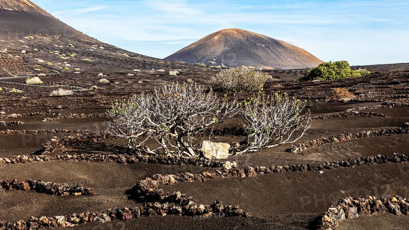2016, La Geria, Lanzarote, La Geria, ESP, Spain, Canary Islands, Canary Islands, Atlantic Ocean, Lanzarote, biosphere reserve, volcano, volcanism, volcanic island, island, wine-growing area, wine, nature reserve, recording date, Europe