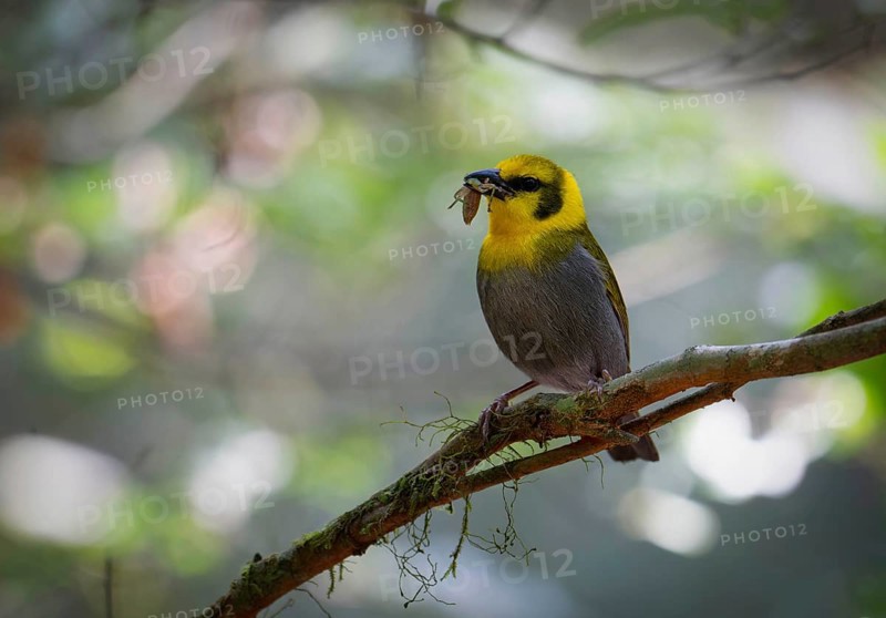 Weaver female, Nelicourvi weaver, (Ploceus nelicourvi) in the rainforests of Mantadia National Park, eastern Madagascar