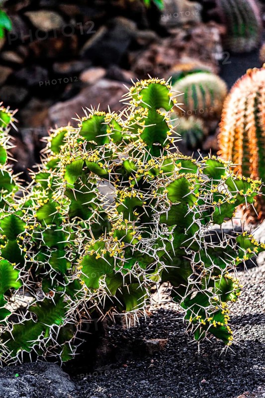 2016, Guatiza, Lanzarote, Jardin de Cactus by Cesar Manrique, ESP, Spain, Canary Islands, Canary Islands, Atlantic Ocean, Lanzarote, biosphere reserve, volcano, volcanism, volcanic island, island, recording date, Europe
