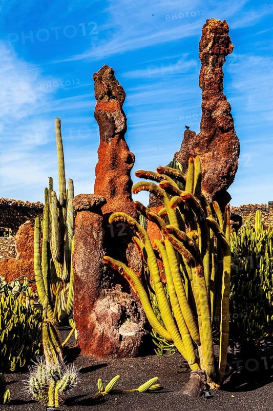 2016, Guatiza, Lanzarote, Jardin de Cactus by Cesar Manrique, ESP, Spain, Canary Islands, Canary Islands, Atlantic Ocean, Lanzarote, biosphere reserve, volcano, volcanism, volcanic island, island, recording date, Europe