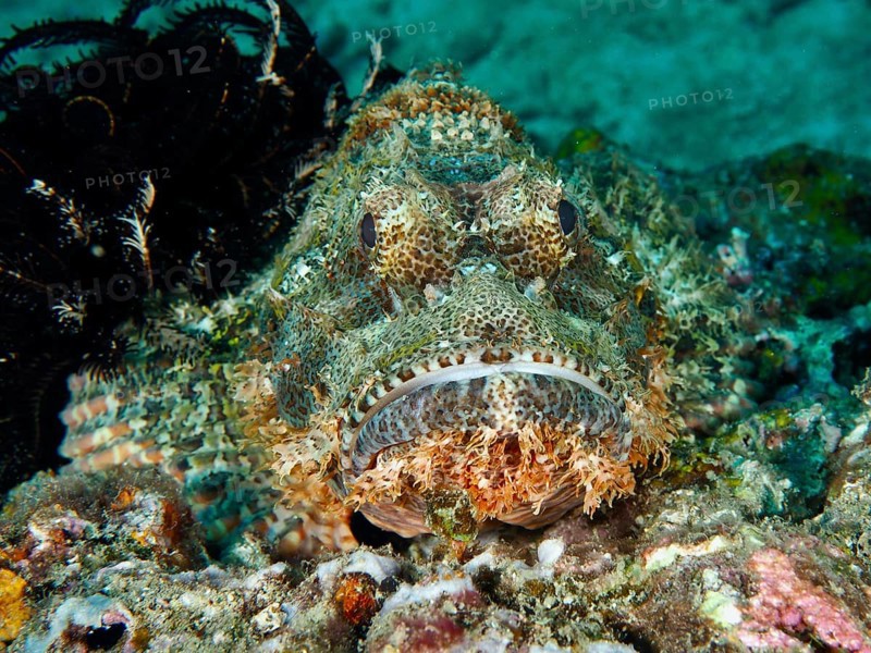 A camouflaged Papuan scorpionfish (Scorpaenopsis papuensis) lying on the seabed, dive site Twin Reef, Penyapangan, Bali, Indonesia, Asia