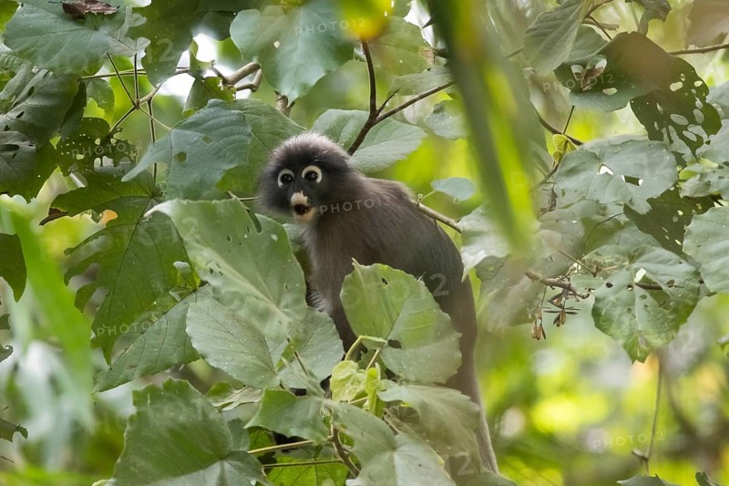 Dusky leaf monkey (Trachypithecus obscurus), Kaeng Krachan National Park, Phetchaburi Province, Thailand, Asia