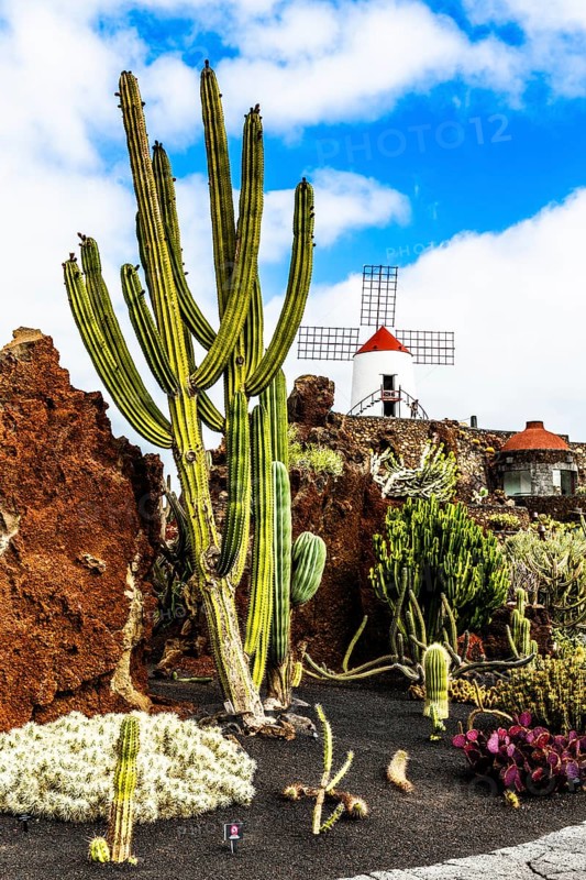 2016, Guatiza, Lanzarote, Jardin de Cactus by Cesar Manrique, ESP, Spain, Canary Islands, Canary Islands, Atlantic Ocean, Lanzarote, biosphere reserve, volcano, volcanism, volcanic island, island, recording date, Europe